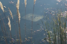 Ehliyetsiz sürücü araçla gölete düştü