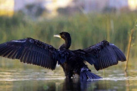 Ekşisu Sazlığı, 149 kuş türüne ev sahipliği yapıyor