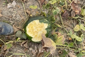 Elazığ’da bahçeler domuzlarının istilasına uğradı