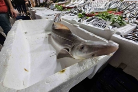 Elazığ’da satışa çıkarılan köpek balığı ilgi odağı oldu