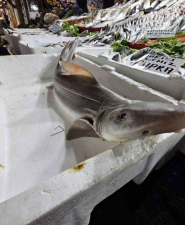 Elazığ’da satışa çıkarılan köpek balığı ilgi odağı oldu