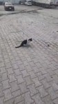 Elazığ’da yakaladığı fareyle oynayan kedi kamerada