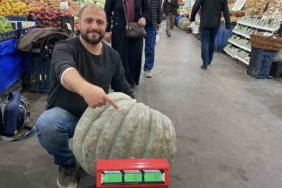 Ele avuca sığmayan 60 kiloluk bal kabağı el arabasıyla taşınıyor