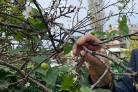 Erik ağacı Kasım ayında çiçek açıp meyve verdi
