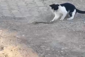 Fareyle oynar gibi yılanla oynadı, ağzıyla kapıp uzaklaştı