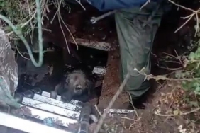 Foseptik çukuruna düşen köpeği itfaiye kurtardı