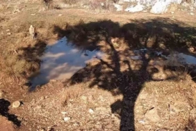 Fotokapanla yaban domuzunun çamur banyosu ve kurdun av peşindeki anı kaydedildi