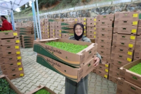 Gebzeli çiftçiye 500 bin sebze fidesi