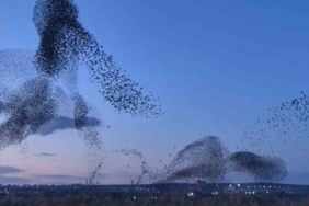 Gökyüzünde terapi etkisi: Sığırcıklardan muhteşem dans