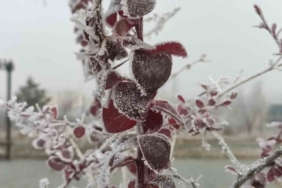 Göle eksi 13 derece, ağaçlar kırağı tuttu