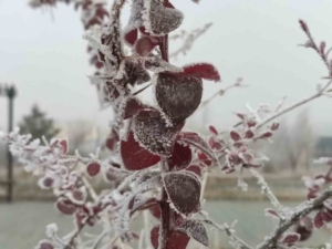 Göle eksi 13 derece, ağaçlar kırağı tuttu