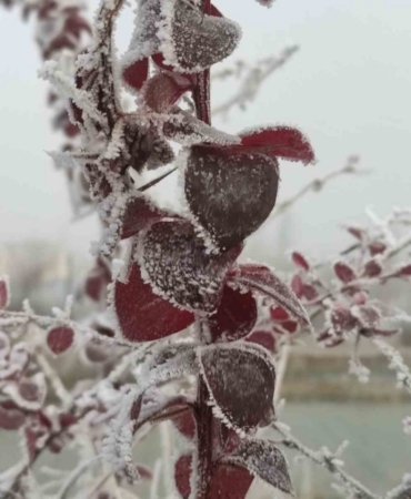 Göle eksi 13 derece, ağaçlar kırağı tuttu