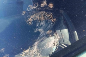 Gümüşhane’de ayı park halindeki araca saldırdı