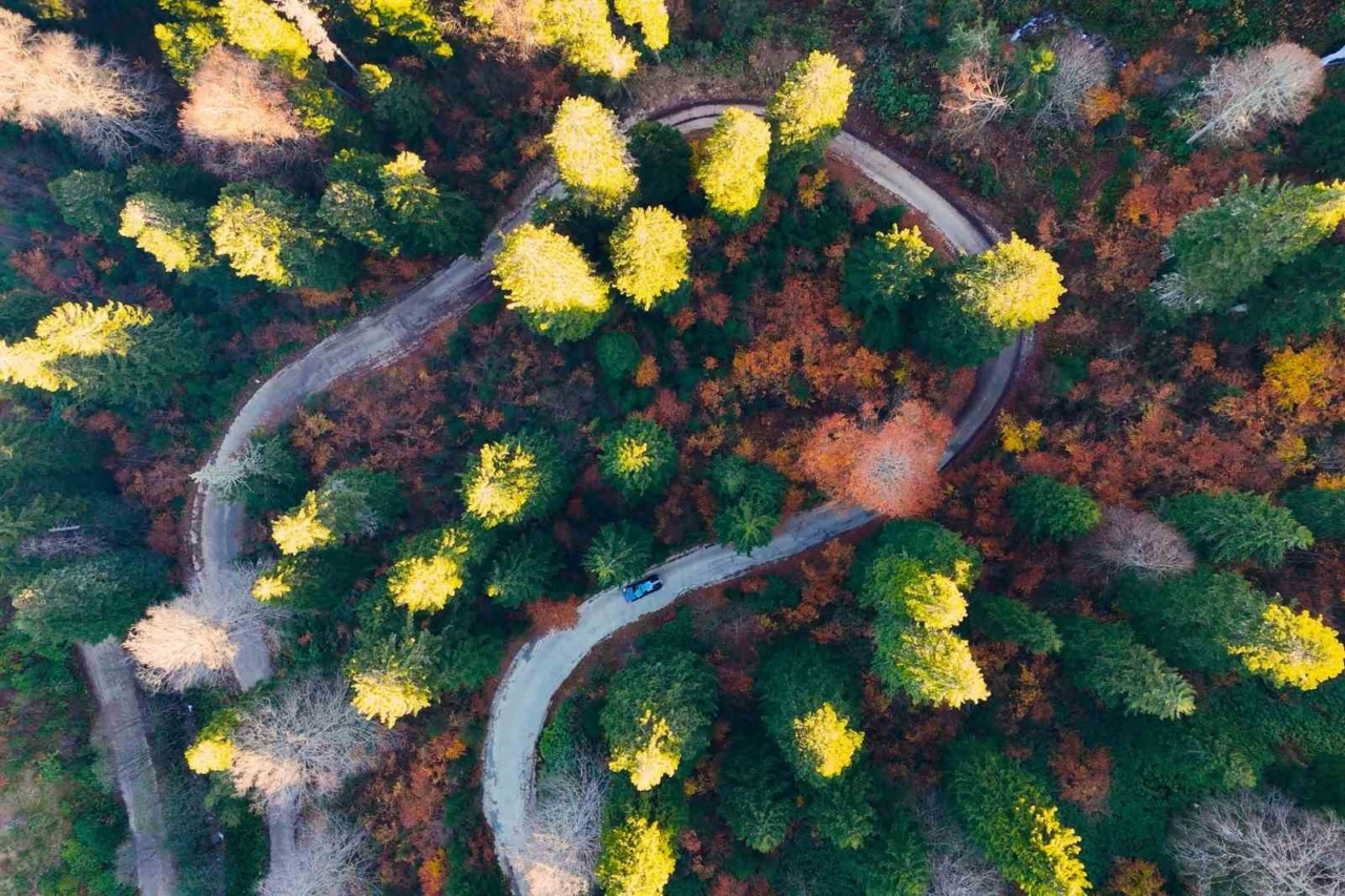 Gümüşhane’nin "Doğal Ağaç Müzesi" ziyaretçi akınına uğruyor