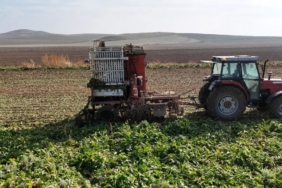 Gün doğmadan başlayan mesai sürüyor: Ankara’da şeker pancarı hasadı tempo kesmiyor