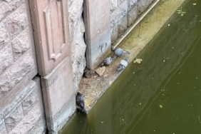 Güvercinler ve fareler yemeklerini paylaştı