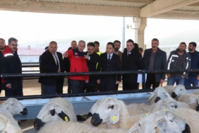 Hane başı yüzde 70’i hibe olarak 50 koyun 2 koç dağıtıldı