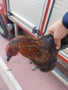 Harşit Çayı’na düşen tavuğu itfaiye kurtardı