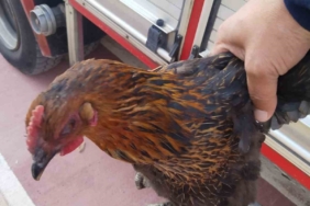 Harşit Çayı’na düşen tavuğu itfaiye kurtardı