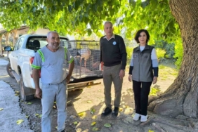 Hatay’da yaralı leylek tedavi altına alındı