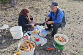 Hisarcık’ta yaşlı çiftin mantar mesaisi