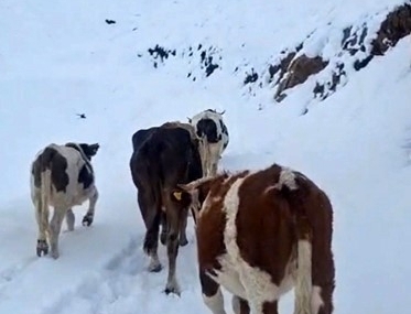 Hizan’da yayladaki hayvanlar kara hazırlıksız yakalandı