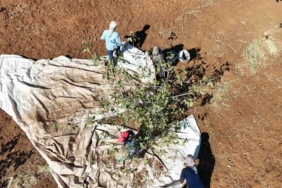 İdil’de fıstık hasadı başladı