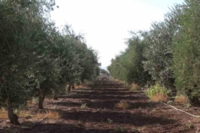 İdil’de zeytini don vurdu