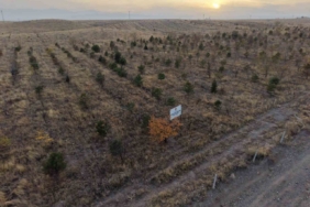 Iğdır’da fidanlar toprakla buluştu