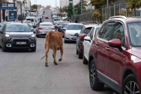 İnekler şehre indi, trafikte ilginç görüntüler oluştu