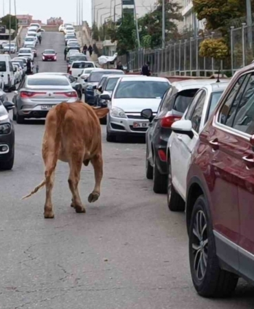 İnekler şehre indi, trafikte ilginç görüntüler oluştu