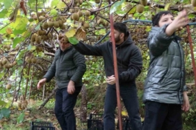 İran’dan gelen kivi fiyatları ucuzlatıyor