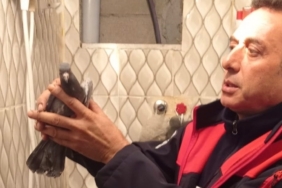 İskenderun’da itfaiye ekiplerinden güvercin kurtarma operasyonu