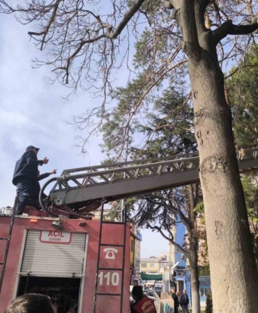 İtfaiyeden su fışkırtma tekniğiyle kedi kurtarma operasyonu