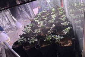 İzmir’de uyuşturucu operasyonunda 1 tutuklama