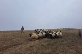 Jandarma arazide kaybolan küçükbaş hayvanları bularak sahibine teslim etti