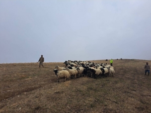 Jandarma arazide kaybolan küçükbaş hayvanları bularak sahibine teslim etti