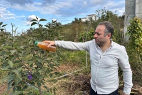 Kadife çiçeği ve soğanla kahverengi kokarcaya doğal çözüm