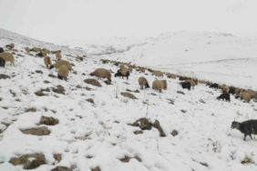 Kar yağdı, koyun sürüsü yaylada kaldı
