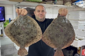 Karadeniz’de hamsi bereketi diğer balık türlerini de canlandırdı