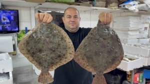 Karadeniz’de hamsi bereketi diğer balık türlerini de canlandırdı