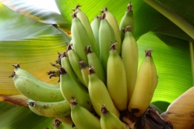 Karadeniz’de muz ve mango yetişiyor