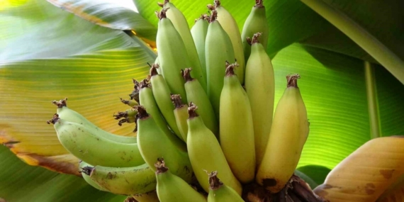 Karadeniz’de muz ve mango yetişiyor