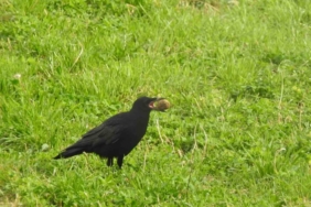 Kargaların unuttuğu cevizler ağaç oluyor