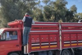 Karpuzlu’da hayvan sevkiyatına denetim