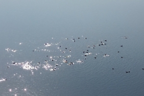 Kars Barajı, göçmen kuşların yeni mekan