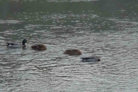Kars Çayı, yeşilbaş ördeklere ev sahipliği yapıyor