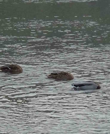 Kars Çayı, yeşilbaş ördeklere ev sahipliği yapıyor