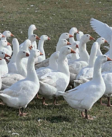 Kars’ta sofralarının vazgeçilmezi: ’Kar yiyen kazlar’ kesime hazır