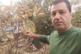 Kasım ayında elma ağacı çiçek açıp meyve verdi